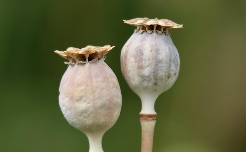 Seed Swapping