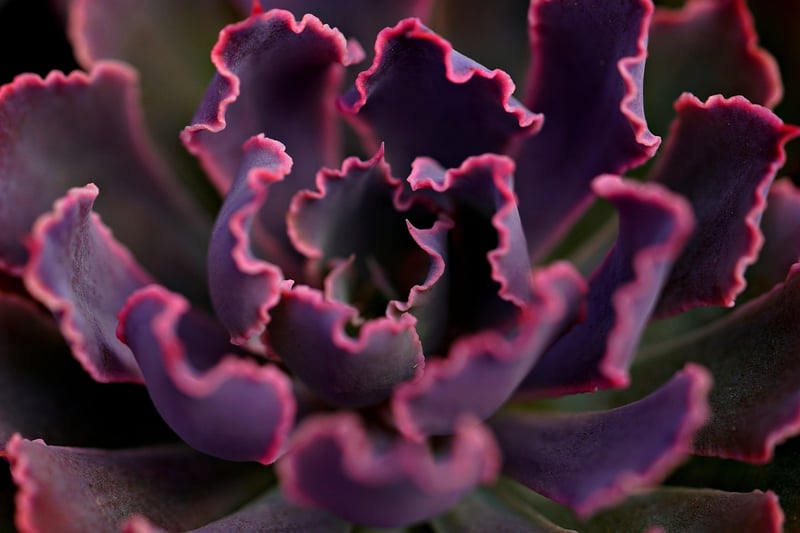 Succulent Arrangements